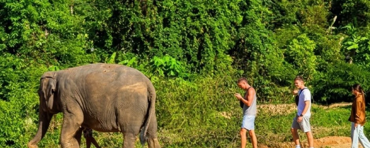 Phuket Elephant World