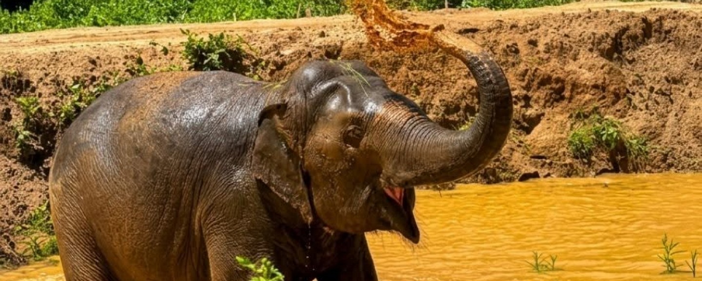 Phuket Elephant World