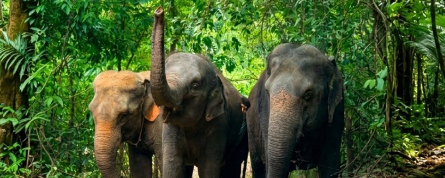 Phuket Elephant World