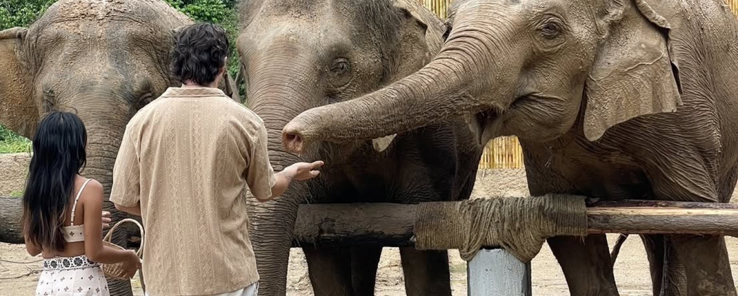 Phuket Elephant World
