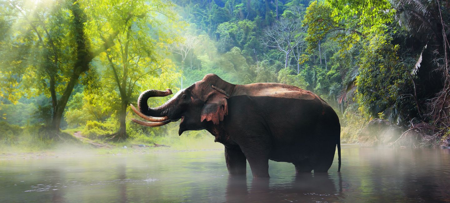 Phuket Elephant World
